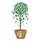Iyv Topiary with Raffia Wall Stencil | 2296 by Designer Stencils | Floral Stencils | Reusable Art Craft Stencils for Painting on Walls, Canvas, Wood | Reusable Plastic Paint Stencil for Home Makeover | Easy to Use & Clean Art Stencil